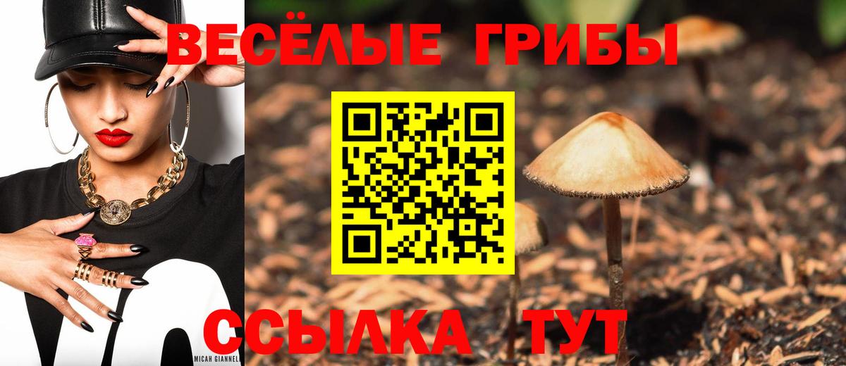 Галлюциногенные грибы Psilocybine cubensis Томск